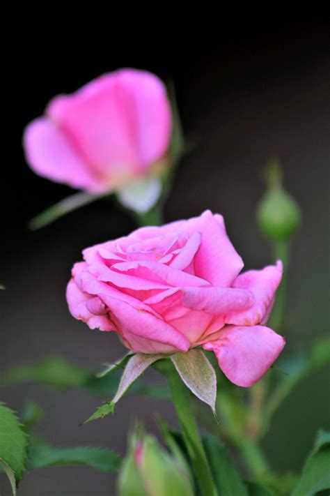 Pink Rose And Bud Free Stock Photo Public Domain Pictures