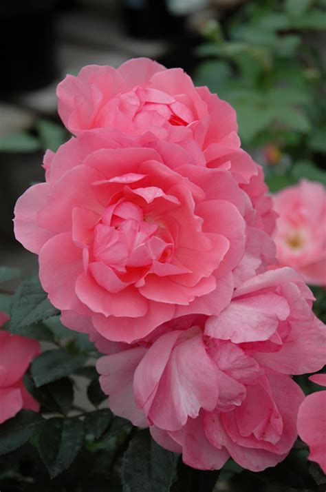 Passionate Kisses® Rose (Rosa 'Meizebul') in Denver Centennial Littleton Aurora Parker Colorado ...