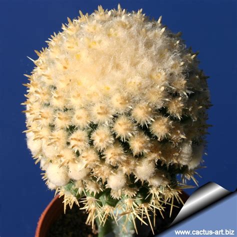 Cacti occur in a wide range of shapes and sizes. Echinocactus grusonii forma mostruosa