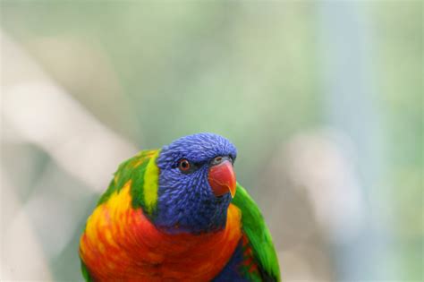 Parrots Rainbow Lorikeets In Victoria Australia Stock Photo Download