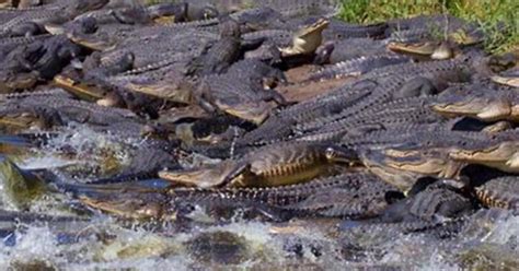 Gators Dozens Of Alligators Gather Around Giant Sinkhole In Florida