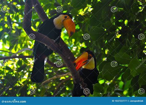 Two Toucans Sit On A Branch In The Zoo Stock Image