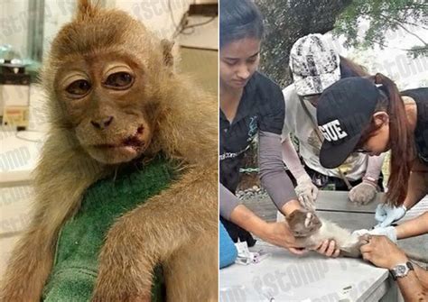 Monkey Suffers Serious Injuries From Big Fishing Hook Singapore News
