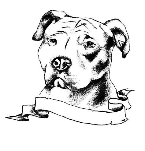 Immagine Correlata Dog Drawing Pitbull Tattoo Pitbull Drawing