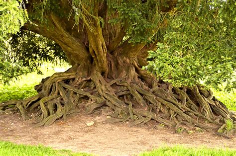 Ipernity Waverley Abbey Yew Tree Root Structure By Roger Dodger