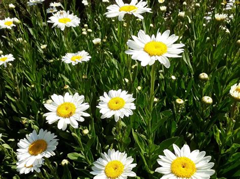 Daisies 4k Wallpapers For Your Desktop Or Mobile Screen Free And Easy