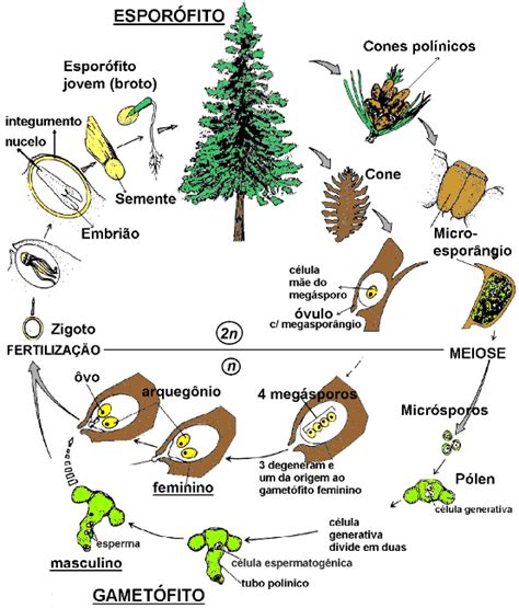 10 Mapa Conceptual De Las Plantas Angiospermas Y Gimnospermas Png