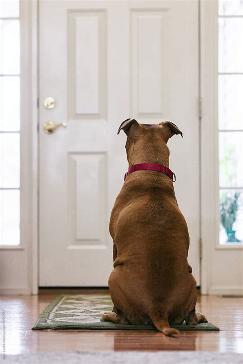 Lonely Dog Waits For Owner By Door By Stocksy Contributor Sean Locke