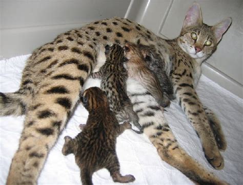 When you see an inexpensively priced. Savannah Cat Full-Grown | Are early generation Savannahs ...