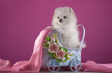 Pink Cute Puppy Backgrounds Print Puppy Pictures Free 20 Free Cute