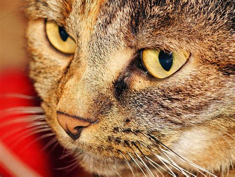3840x2560 Animal Cat Close Up Domestic Domestic Cat Ears Eyes