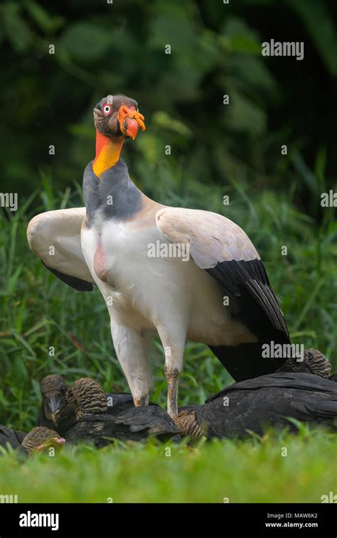 King Vulture Sarcoramphus Papa Beatiful Large Vulture From Central