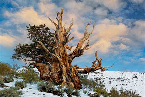 Bristlecone Pine Is One Of Worlds Oldest Living Organisms