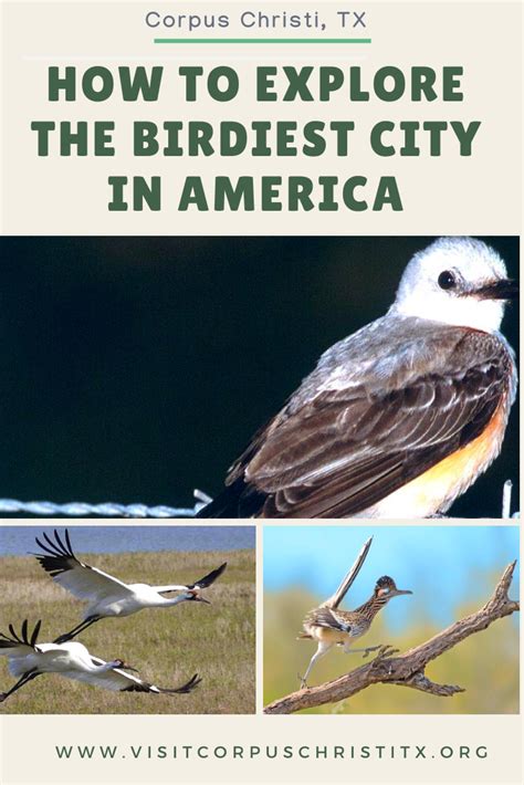 Corpus Christi How To Explore The Birdiest City In America Viewing