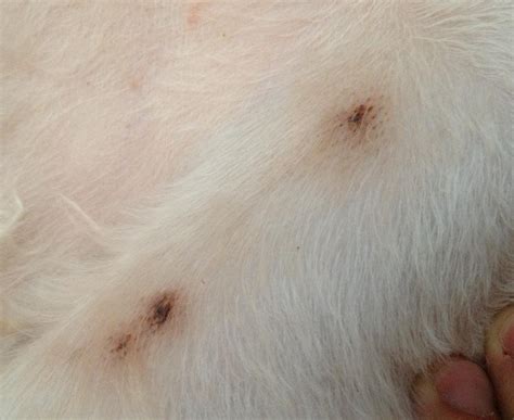 Question About Black Spots On Our Dogs Bellyarmpits 6 Yo