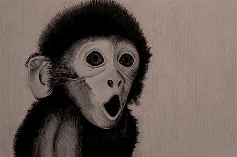 Surprised Baby Monkey Drawing By Skincandy Nine
