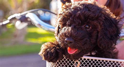 Schnoodle Dog Your Complete Guide To The Schnauzer