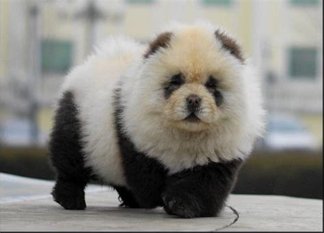 Panda Chow Chow Puppies Panda Dog Chow Chow Puppy Panda Chow Chow