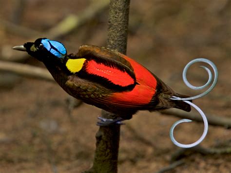 Birds-of-Paradise Project