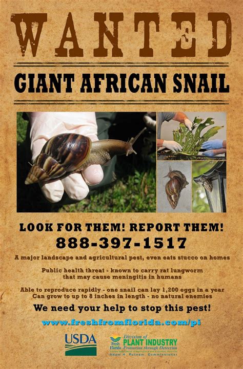 Hence, the answer for q5 should be true. Giant African Land Snail Invades Broward County - UF/IFAS ...