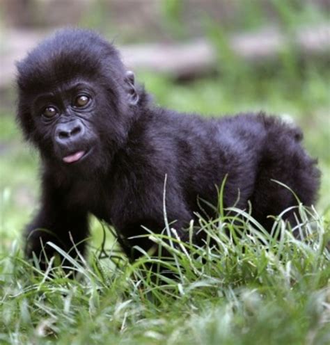 Baby Mountain Gorilla So Freaking Cute Furry And Not So Furry