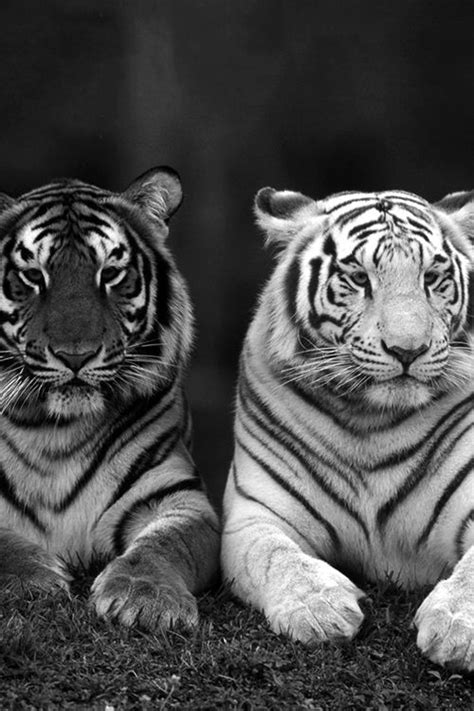 17 Images About Black And White Tigers On Pinterest