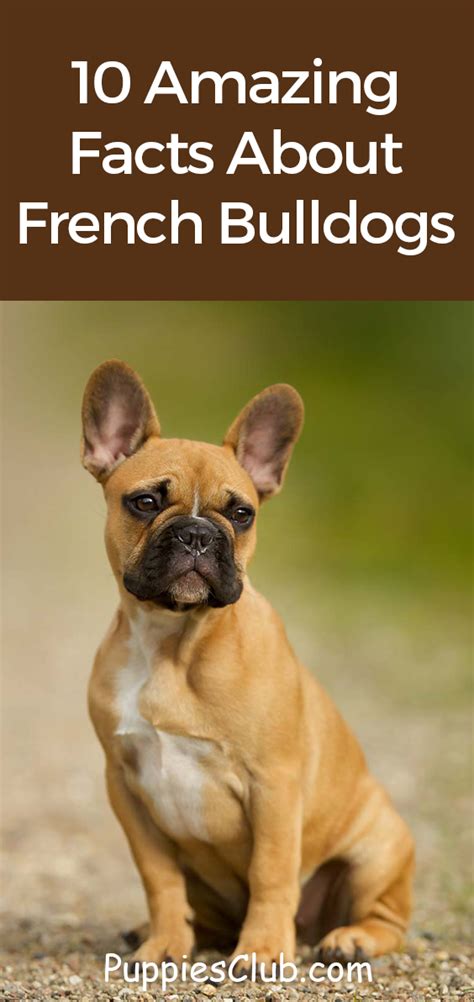 10 Amazing Facts About French Bulldogs Frenchie Facts Artofit