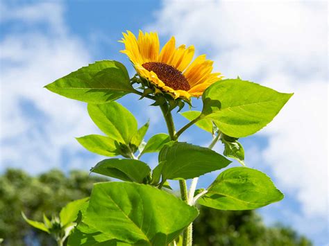 How To Take Care Of Sunflowers Chicago Land Gardening