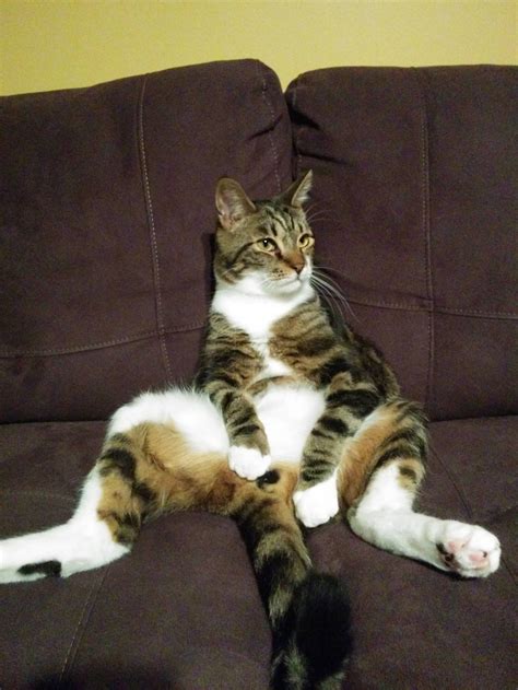 19 Chill Cats Who Are Sitting Like Humans