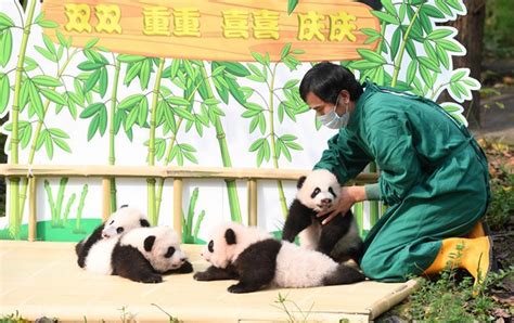 Four Giant Panda Cubs Make Public Debut In Southwest China Beijing Review
