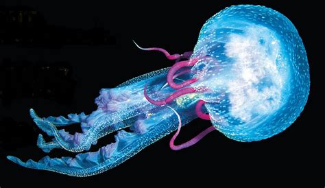 Image Result For Glowing Animals Deep Sea Creatures