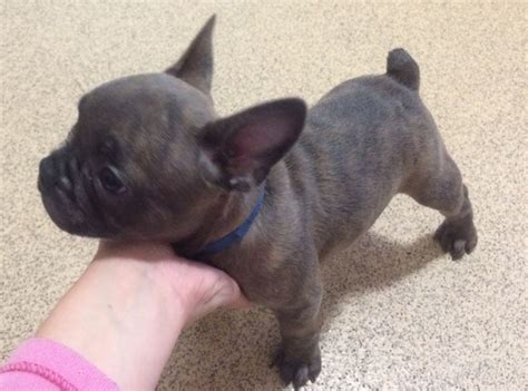 The most common french bulldog clothing material is metal. French Bulldog Puppies: March 2015