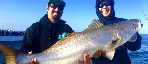 Licensed agents, 15+ years' experience. Dana Point Fishing: Species to Target
