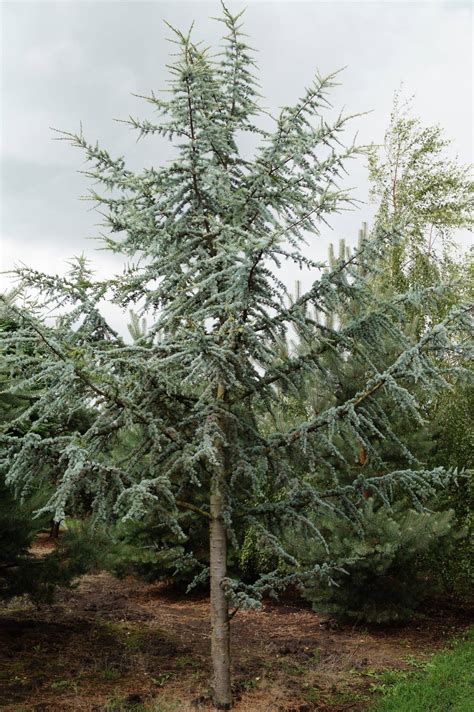 Cedrus Libani Glauca Libanonceder Glauca Libanese Ceder Blauwe