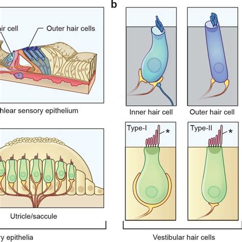 Sensory Epithelia Of The Inner Ear Hair Cells And Their Stereocilia In