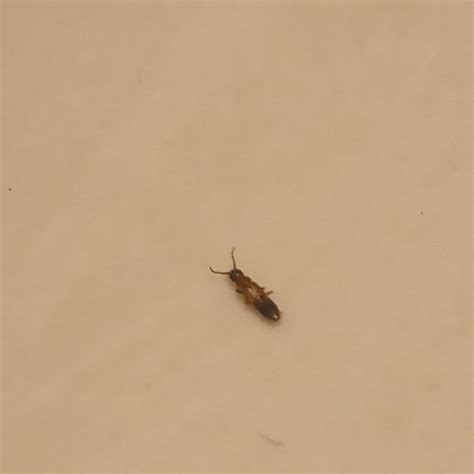 Tiny Brown Bug Thriftyfun