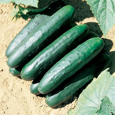 Green Delight F1 Hybrid Cucumber Seeds Ne Seed