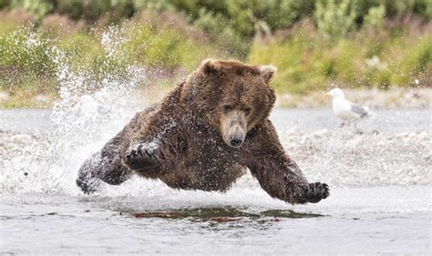 Grizzly Bear In Alaska Floats To Catch A Salmon Supper