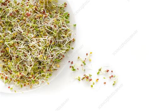 Sprouting Mustard Seeds In A Dish Stock Image F0202905 Science