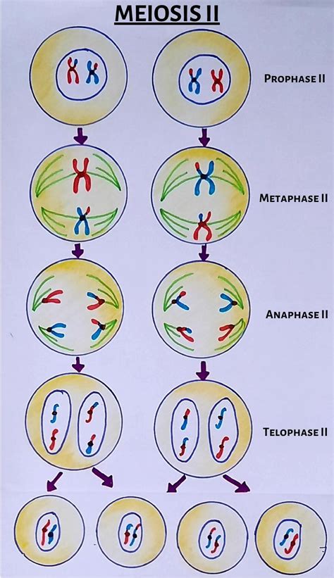 Meiosis Stages Meiosis Vs Mitosis The Virtual Notebook