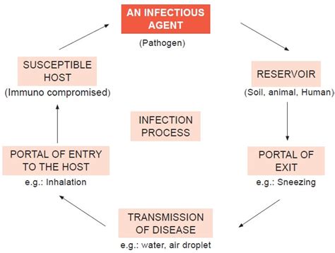 Infection Process