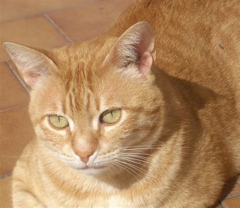 Orange Tabby Biological Science Picture Directory