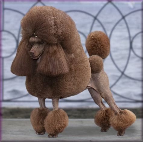 The miniature poodle is slightly more recent. Retro Rover: Vintage Poodle Clips!