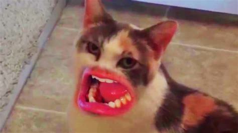 Cat Talking With Human Mouth Funny Cat Videos World Cat Comedy