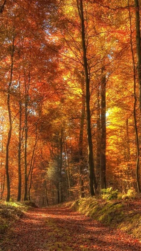 Pin By Everett Pace On Wallpaper Iphone Autumn Autumn Forest Iphone