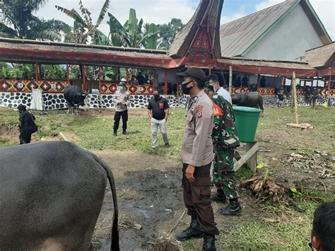 Pembubaran Keramaian Adat Rambu Solo Di Saluputti Polres Tana Toraja