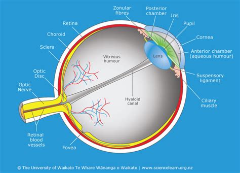 Cross Section Through The Human Eye — Science Learning Hub