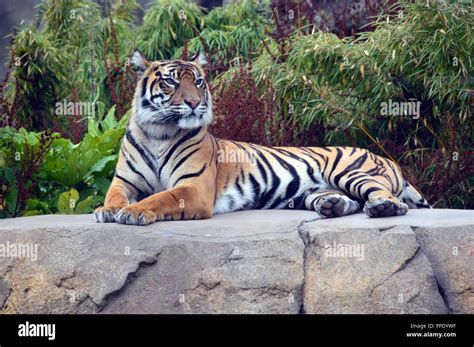 Sumatran Tiger Panthera Tigris Sumatrae Laying Down On A Rock In Its