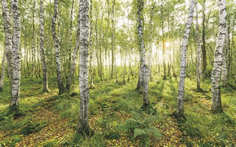 Non Woven Photomural Birch Trees By Stefan Hefele