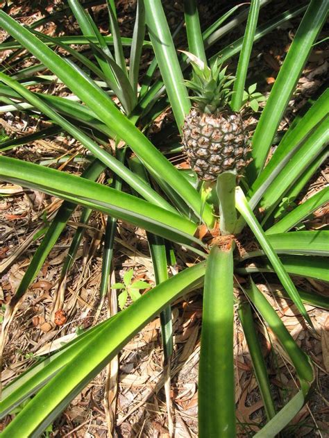 How To Grow Pineapples Growing Pineapple Pineapple Planting How To